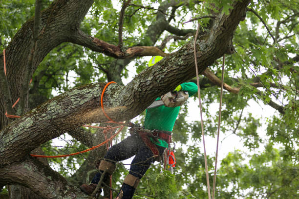 How Our Tree Care Process Works  in  Douglas, AZ