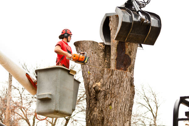 Trusted Douglas, AZ Tree Services Experts